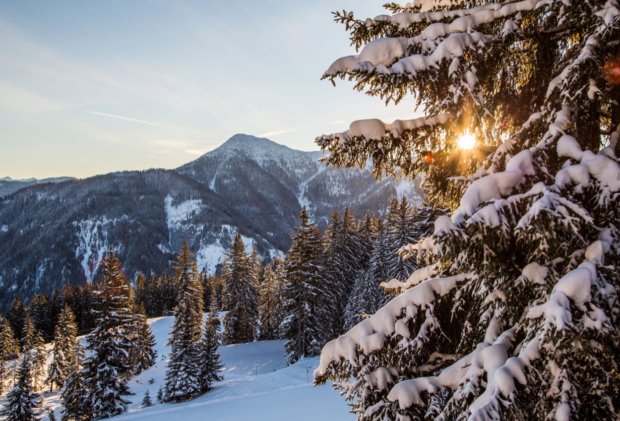 Sonne schein durch Baum © Flachau Tourismus