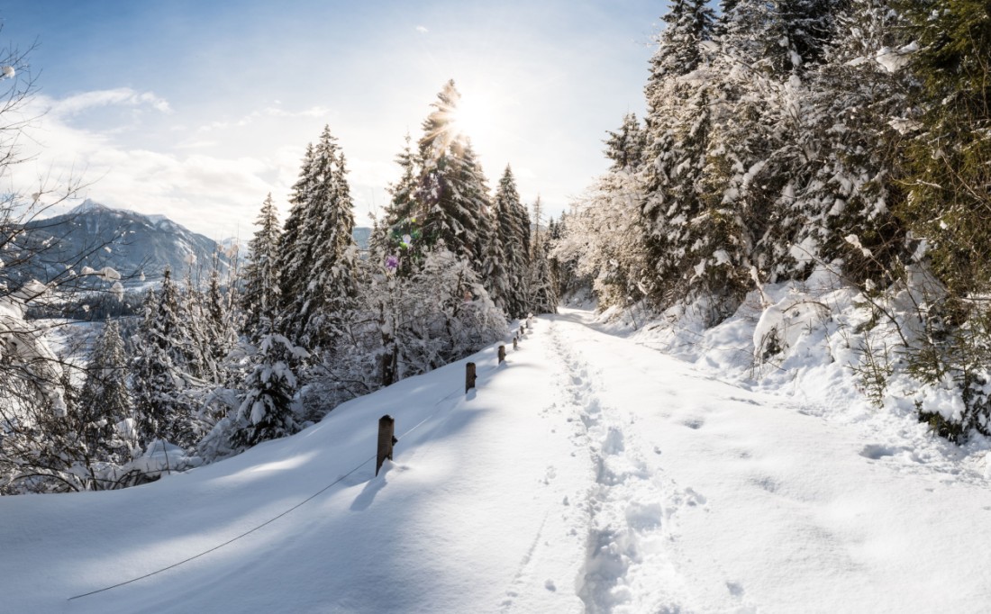 Tiefer Winterwunderwald © Flachau Tourismus