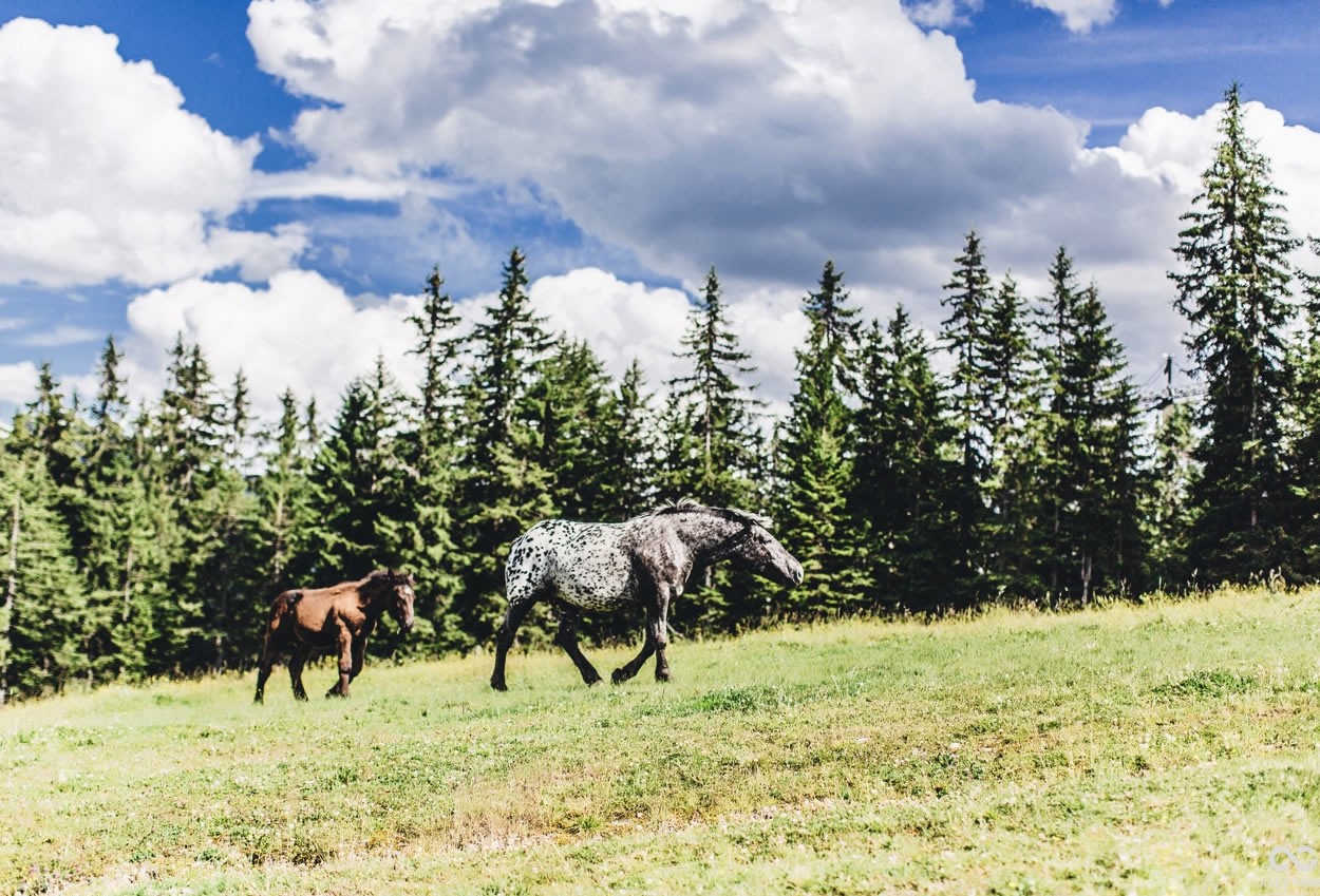 Sehr idyllische Kulisse auf der Alm in flachau