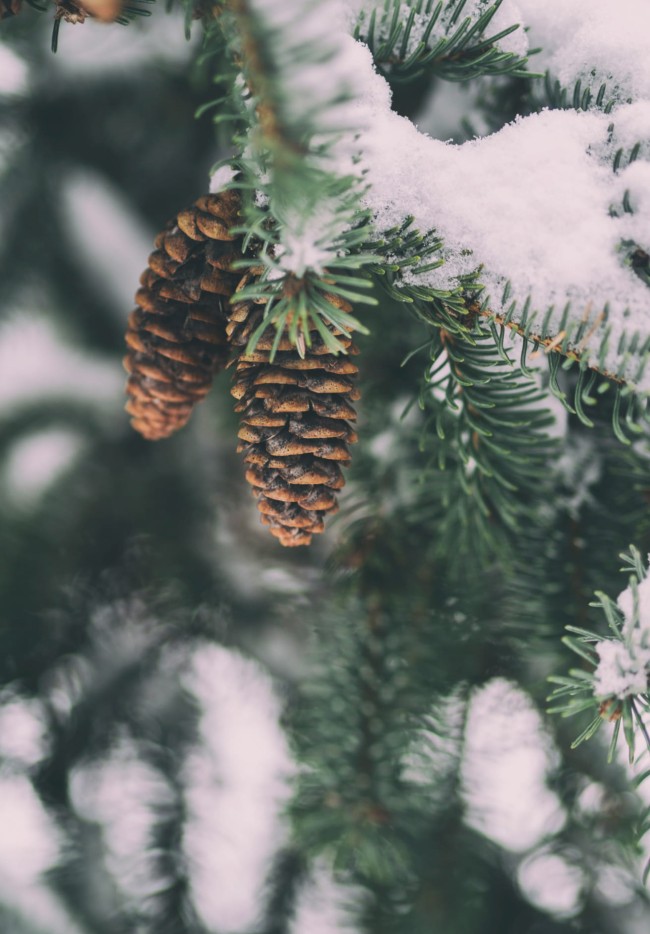 Zapfen im Winter &copy; Foto von Aaron Burden auf Unsplash