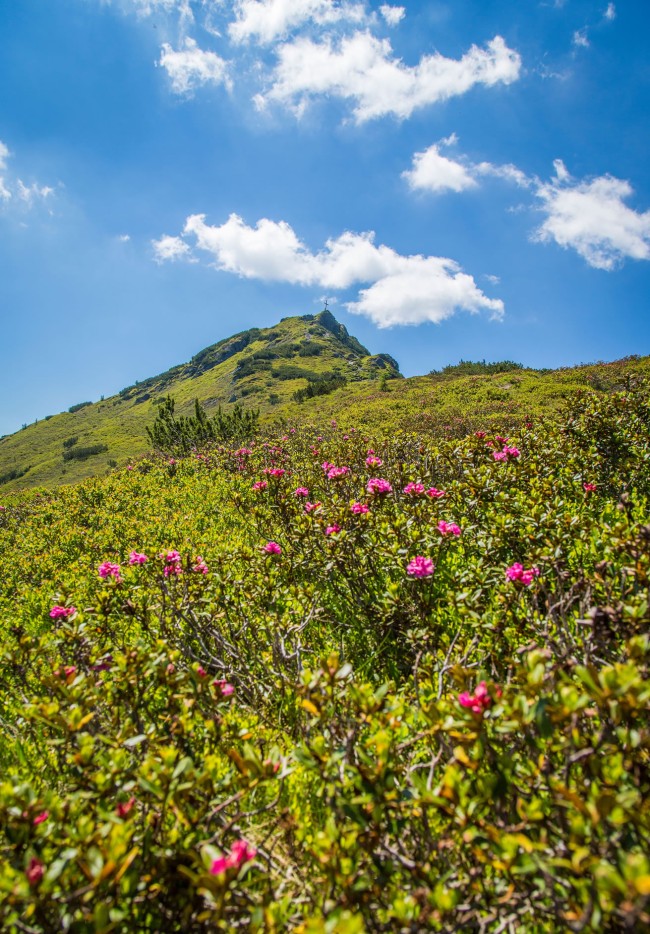 Hausberg Grießenkar im Sommer © Flachau Tourismus